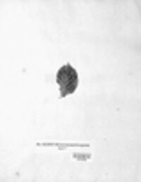 Erineum nervisequum image